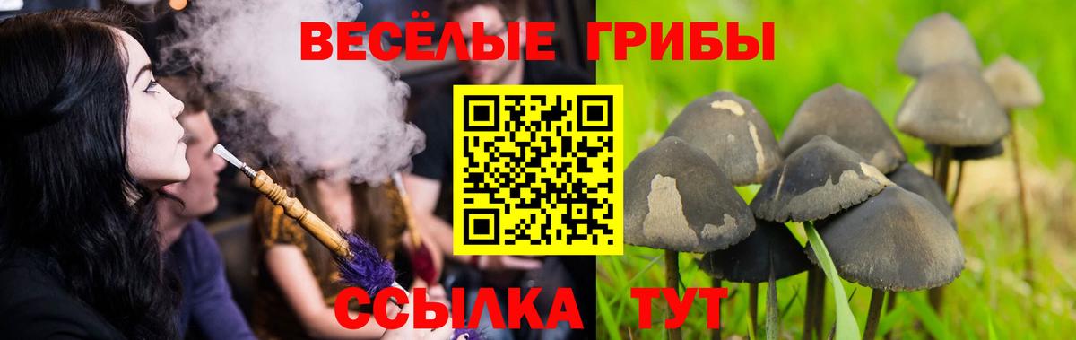Галлюциногенные грибы GOLDEN TEACHER  Псилоцибиновые грибы Psilocybine cubensis  Вход с VPN  Камень-на-Оби 